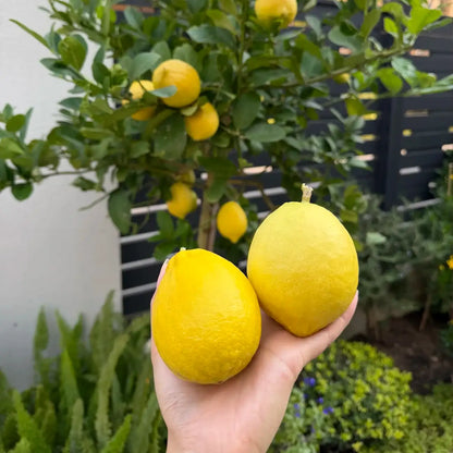 Perfume Lemon Seeds High Germination Rate - Year Round Blooms and Fruits