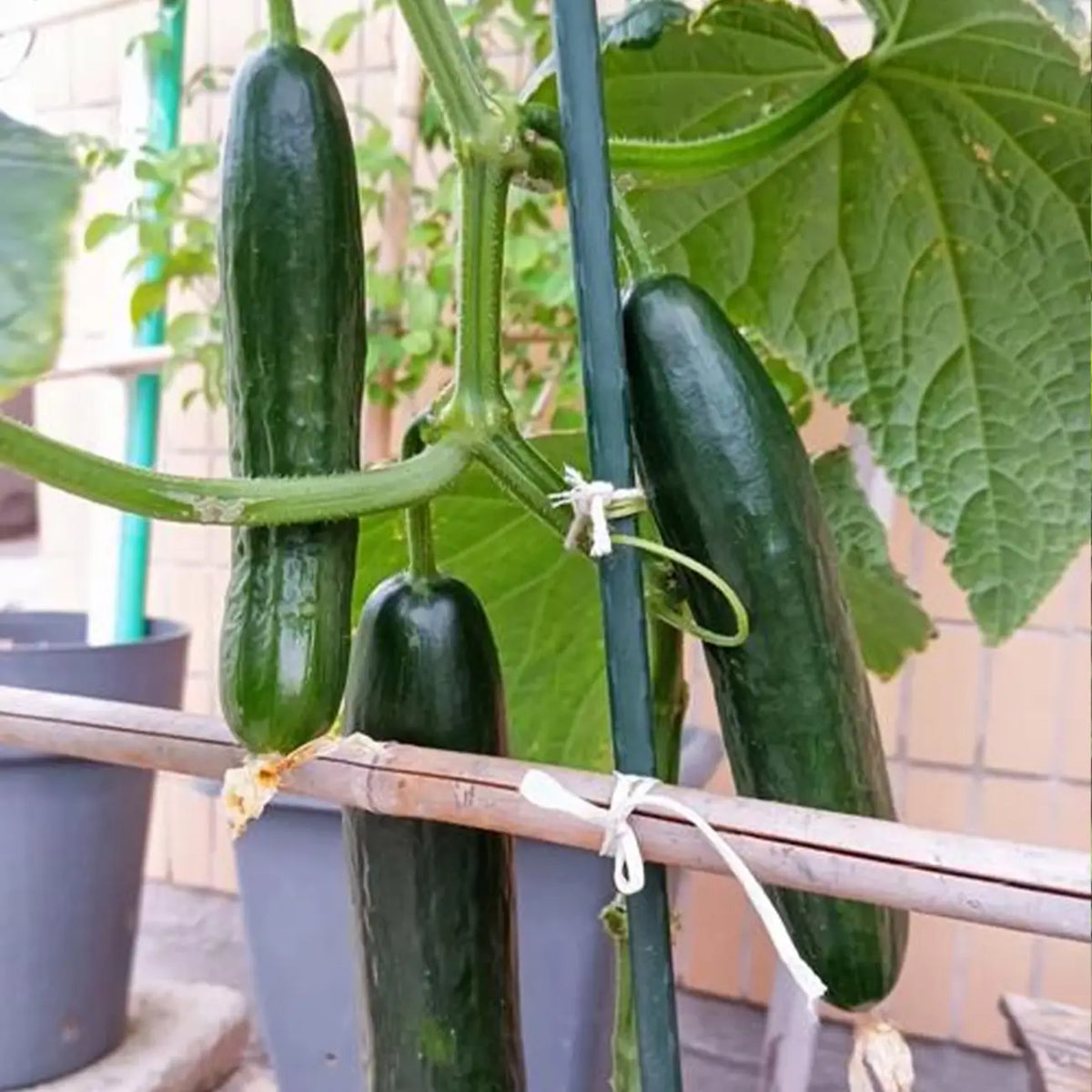 Persian Baby Cucumbers Seeds