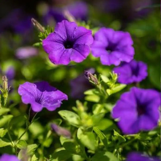 Petunia Seeds - Violet Purple Cascade