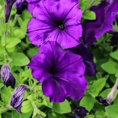 Petunia Seeds - Violet Purple Cascade