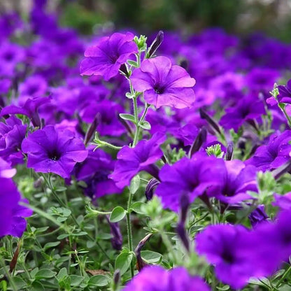 Petunia Seeds - Violet Purple Cascade