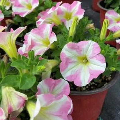 Petunia Hybrida Seeds-Petal Poetry