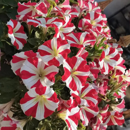Petunia Hybrida Seeds-Starburst Red