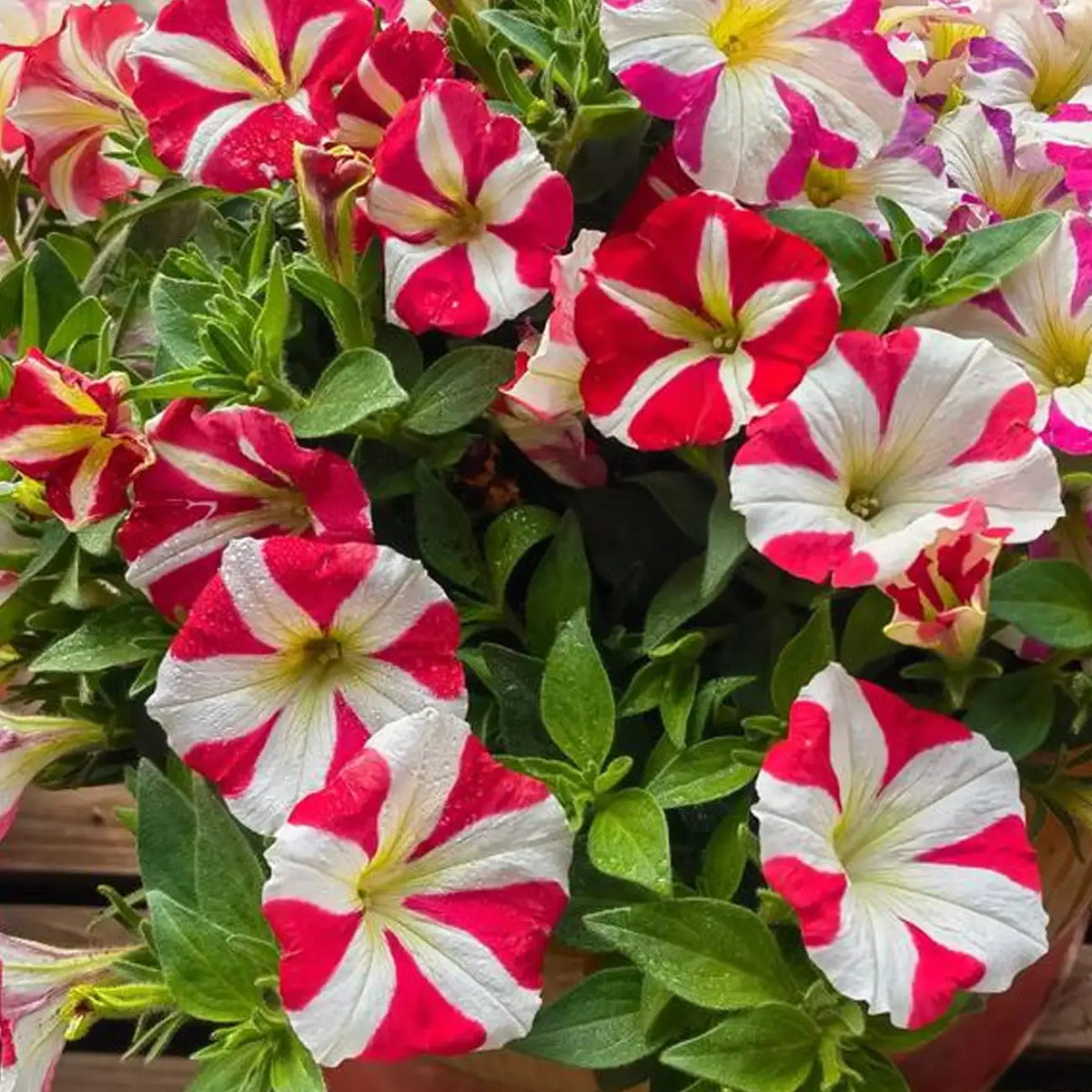 Petunia Hybrida Seeds-Starburst Red