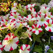 Petunia Hybrida Seeds-Ivory Flame