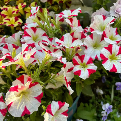 Petunia Hybrida Seeds-Ivory Flame