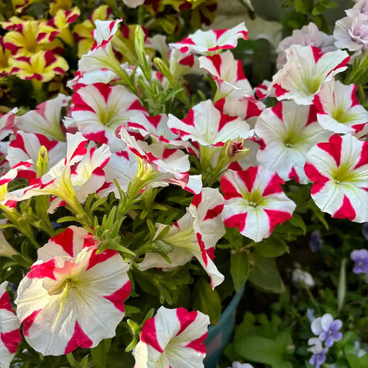 Petunia Hybrida Seeds-Ivory Flame