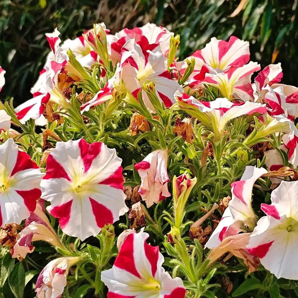 Petunia Hybrida Seeds-Ivory Flame
