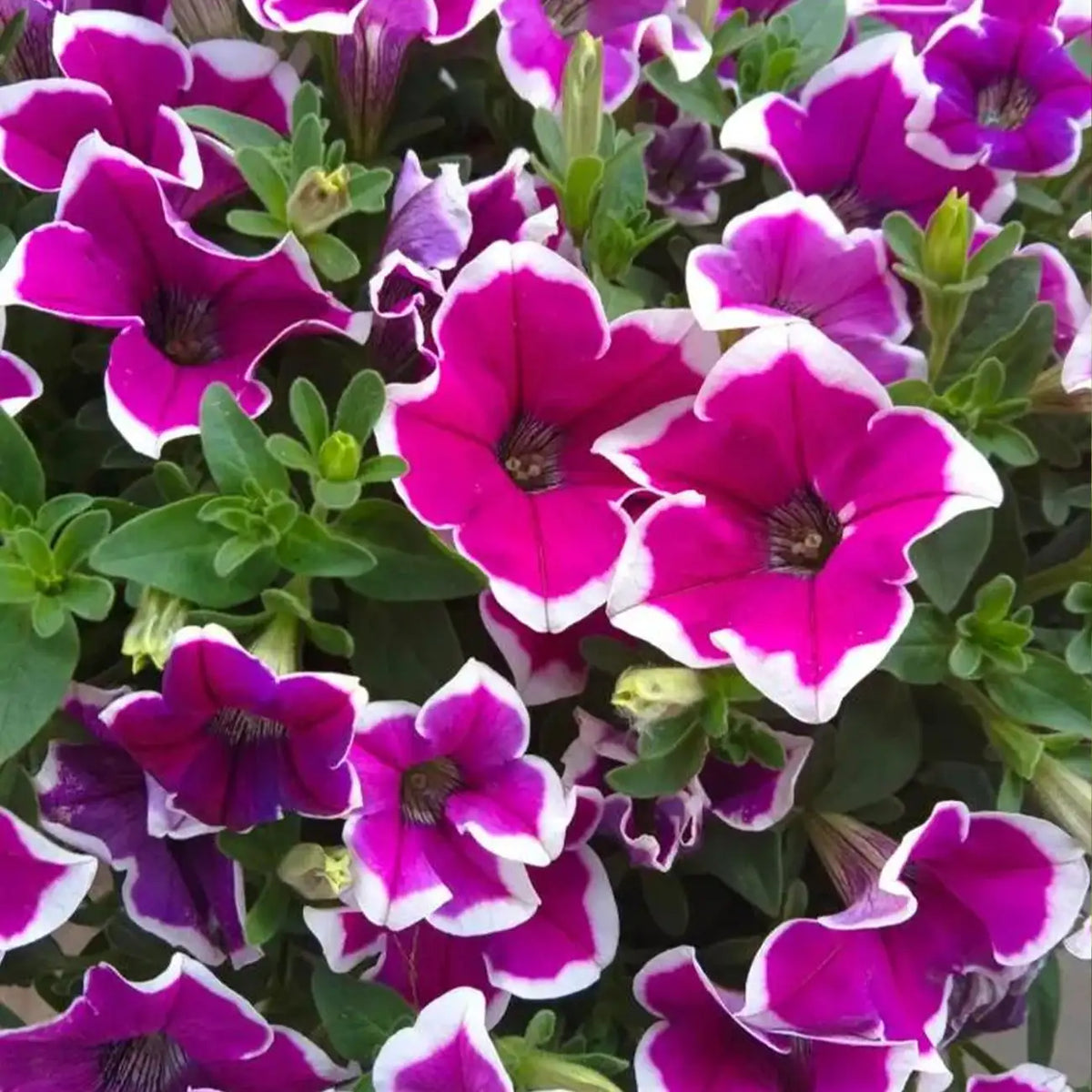 Petunia Hybrida Seeds-Purple Picotee