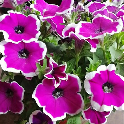 Petunia Hybrida Seeds-Purple Picotee