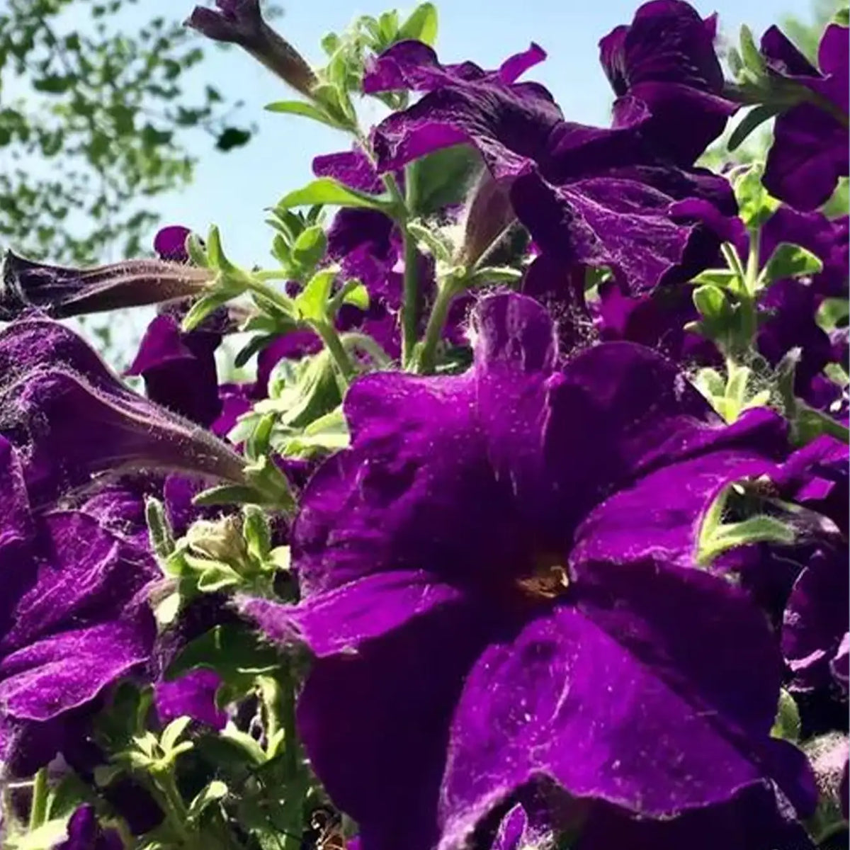 Petunia Hybrida Seeds-Midnight Purple