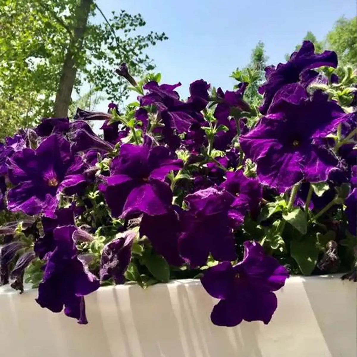 Petunia Hybrida Seeds-Midnight Purple