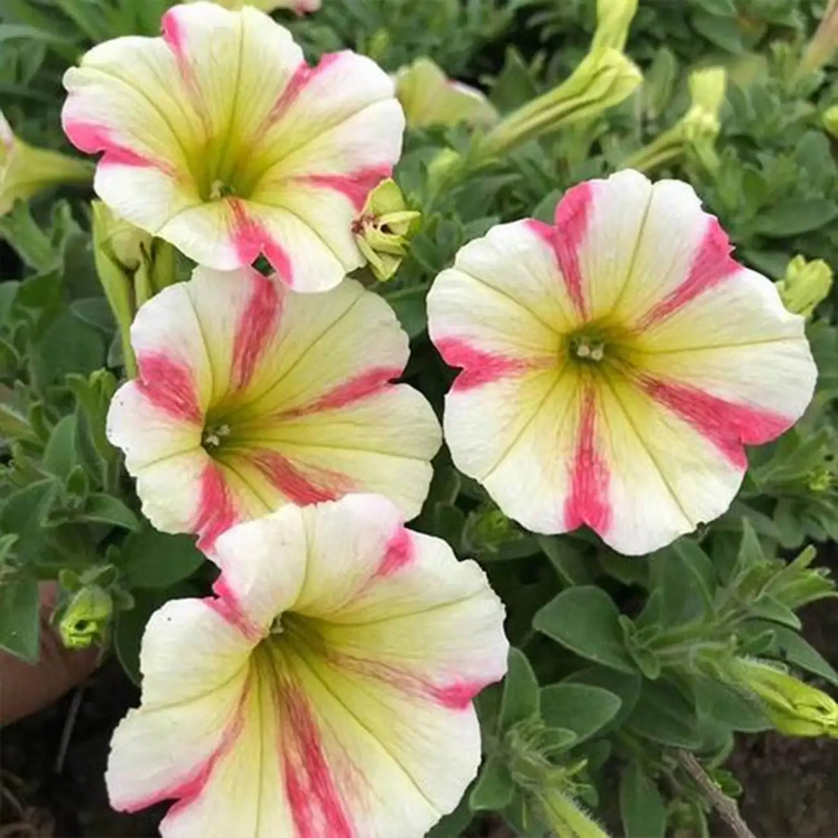 Petunia Hybrida Seeds-Petal Lace