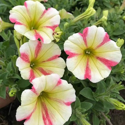 Petunia Hybrida Seeds-Petal Lace