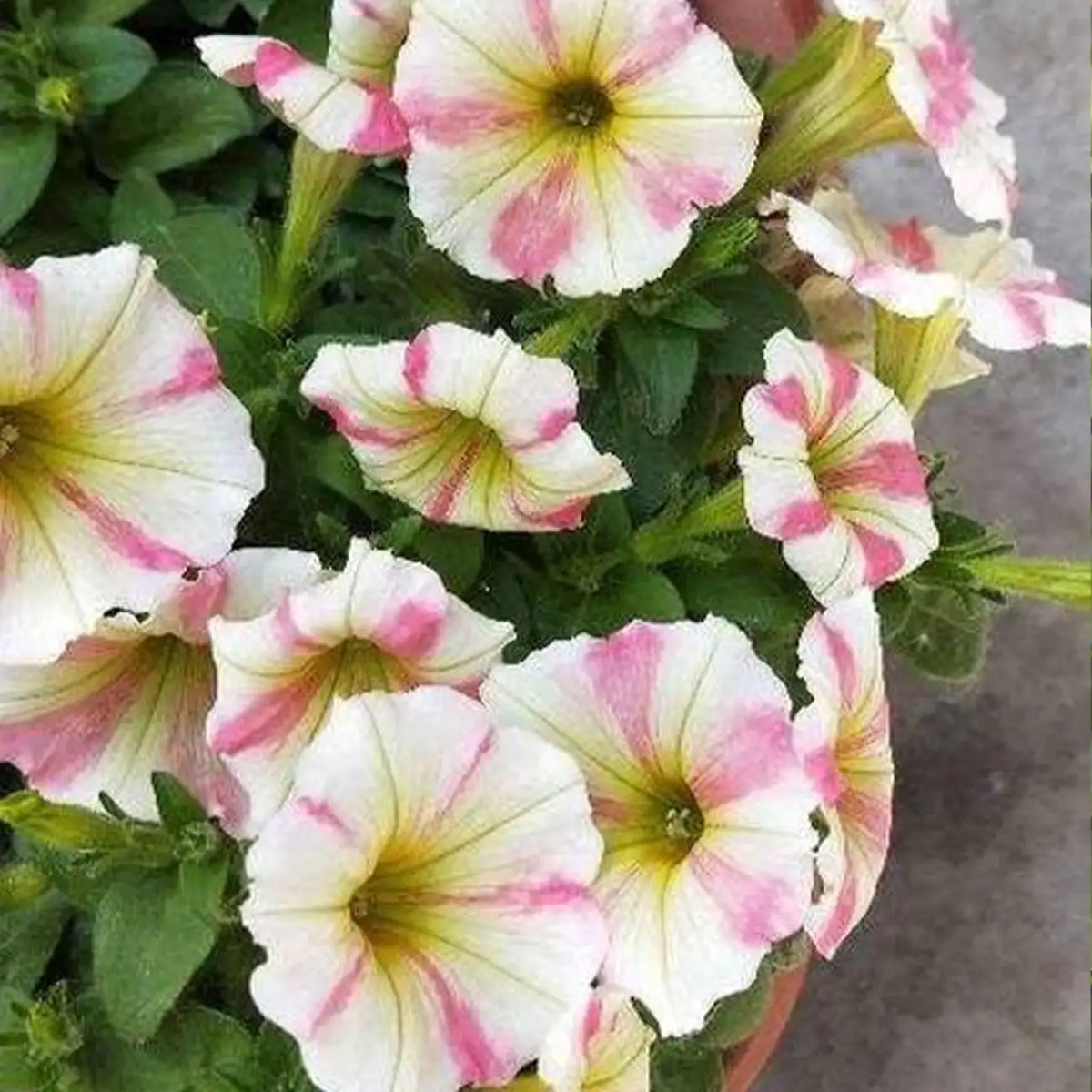 Petunia Hybrida Seeds-Petal Lace