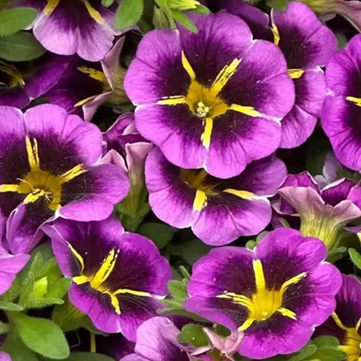 Petunia Hybrida Seeds - Neon Core
