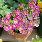 Petunia Hybrida Seeds-Pink Frost