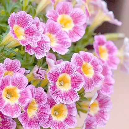 Petunia Hybrida Seeds-Pink Frost