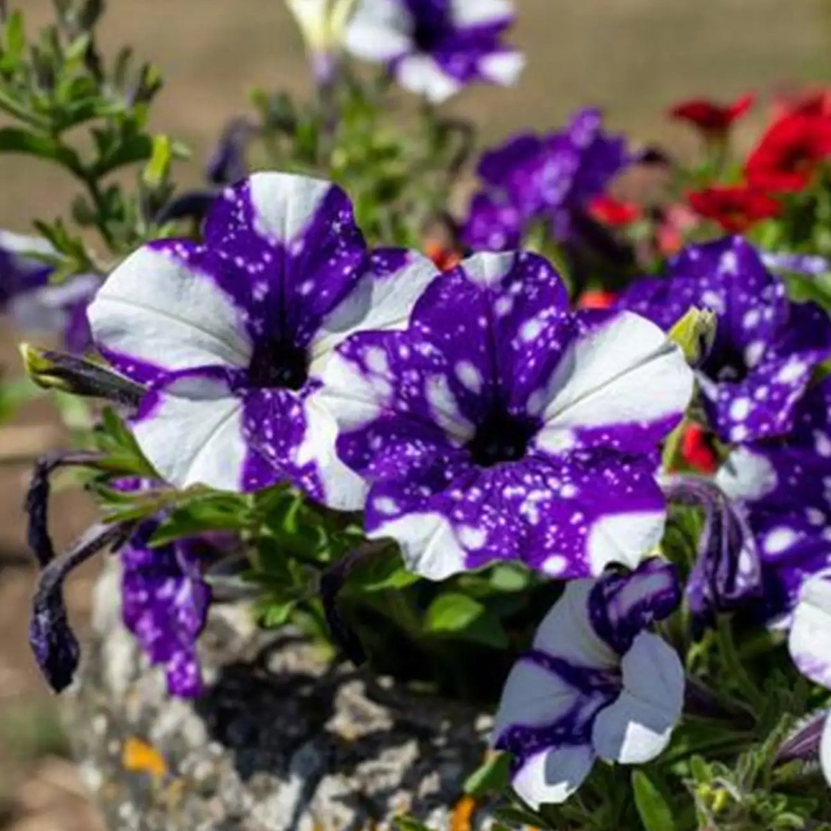 Petunia Hybrida Seeds-Purple White Splash