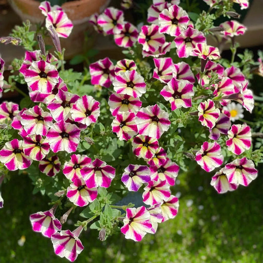 Petunia Hybrida Seeds-Crimson Cascade