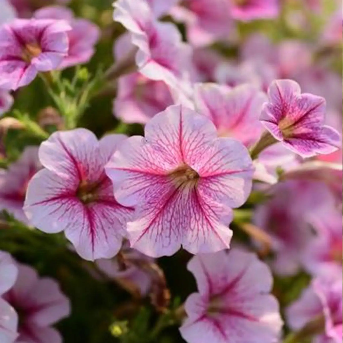 Petunia Hybrida Seeds-Strawberry Swirl