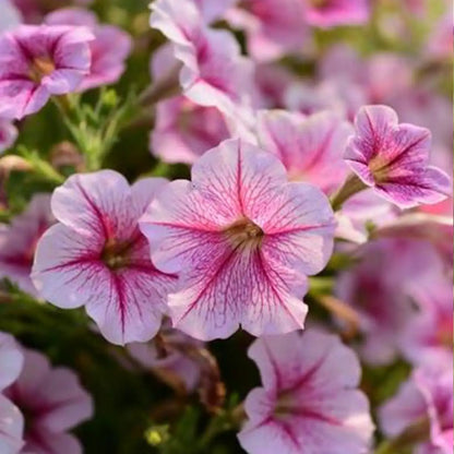 Petunia Hybrida Seeds-Strawberry Swirl