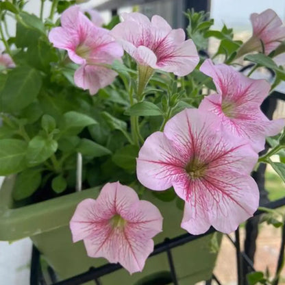 Petunia Hybrida Seeds-Strawberry Swirl