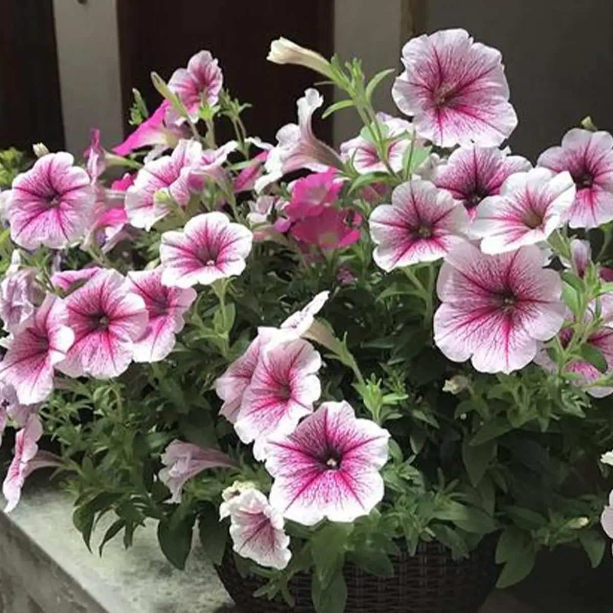 Petunias Seeds Pink