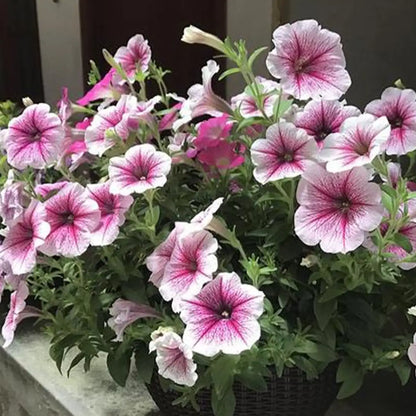 Petunias Seeds Pink