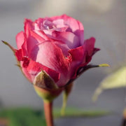 Phantom Rose Seeds
