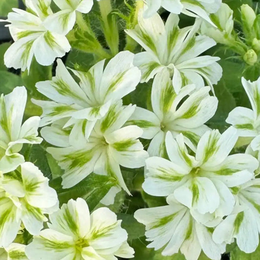 Phlox Seeds - Emerald Mint