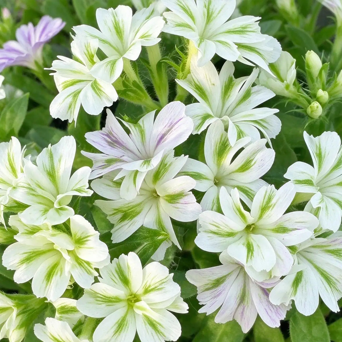 Phlox Seeds - Emerald Mint