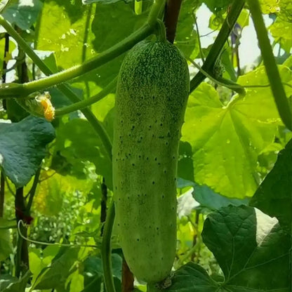 Pickling Cucumber Seeds