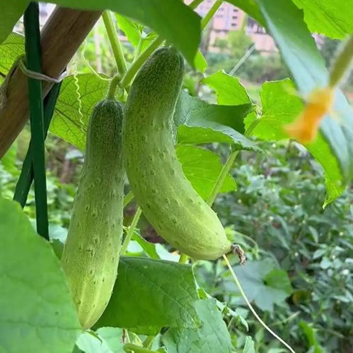 Pickling Cucumber Seeds