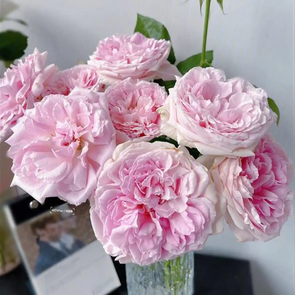 Pink Lychee Rose Seeds