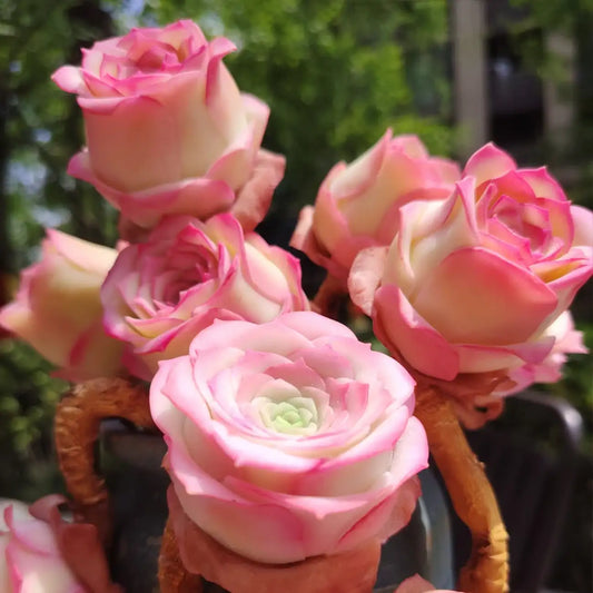 Pink Mountain Rose Succulent Seeds