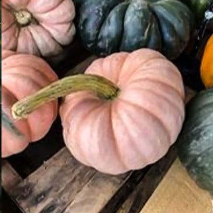 Pink Pumpkin Seeds