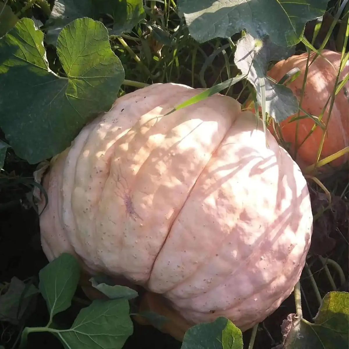 Pink Pumpkin Seeds