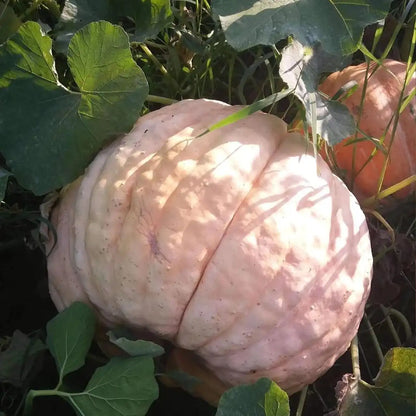 Pink Pumpkin Seeds