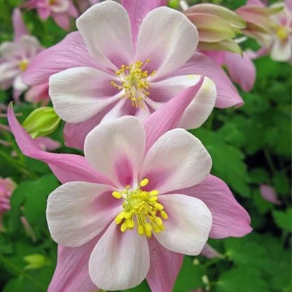 Pink Aquilegia Seeds