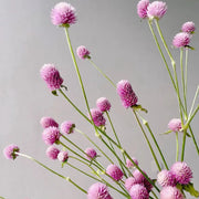 Pink Gomphrena Seeds