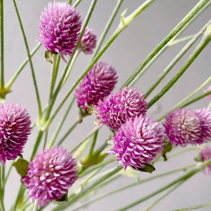 Pink Gomphrena Seeds
