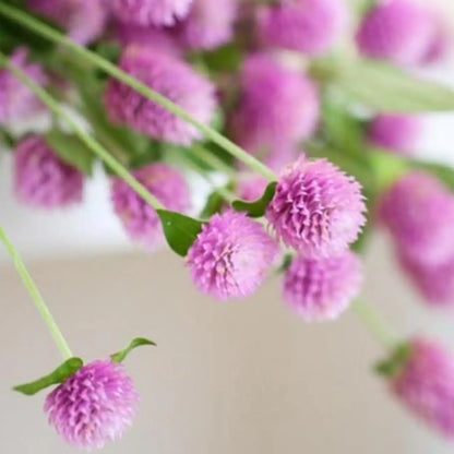 Pink Gomphrena Seeds