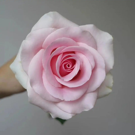 Pink Lady Rose Seeds
