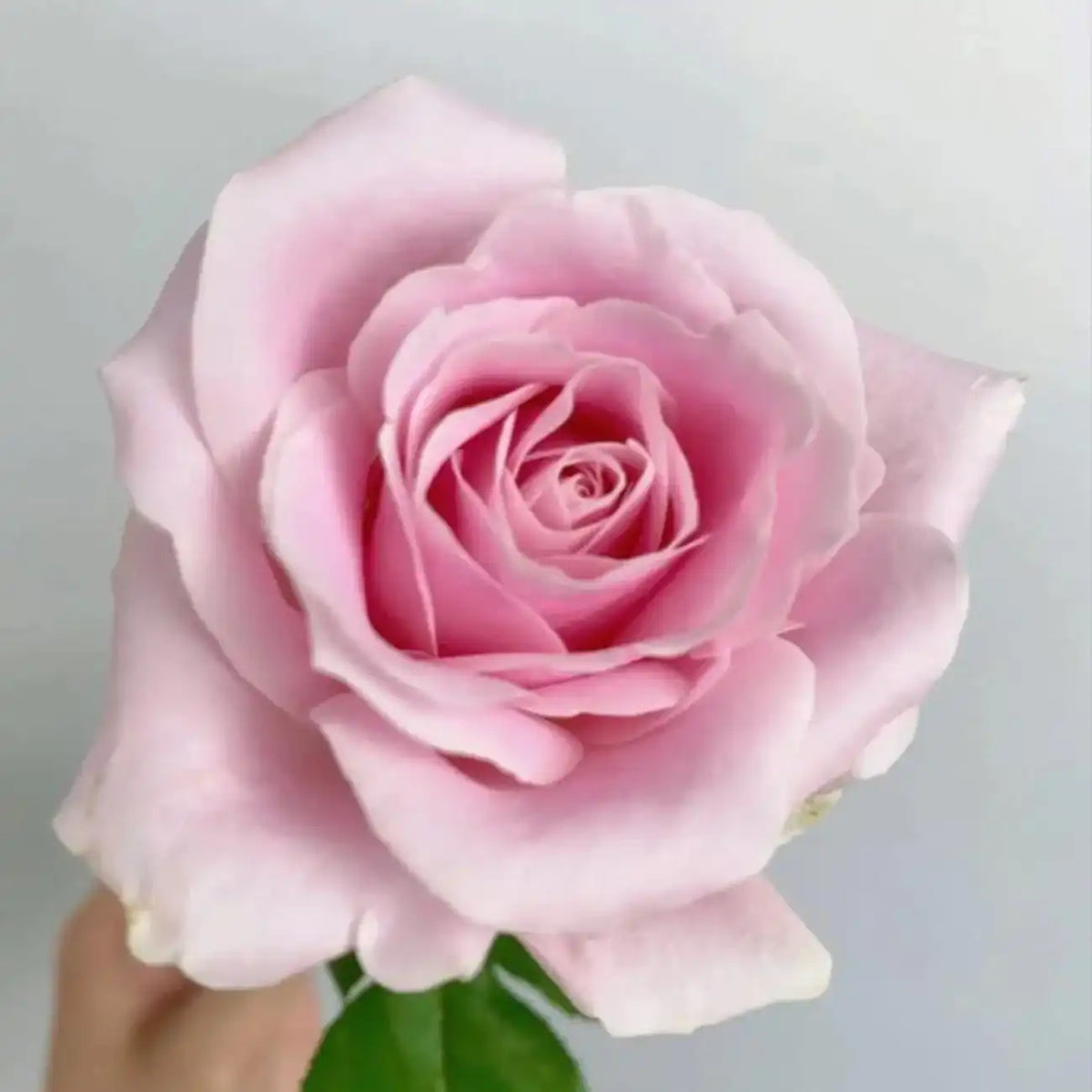 Pink Lady Rose Seeds