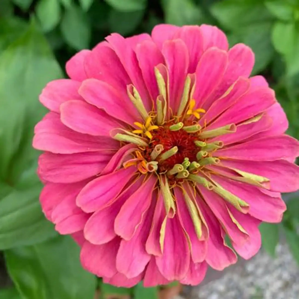 Pink Zinnias Seeds