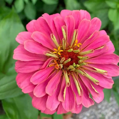 Pink Zinnias Seeds