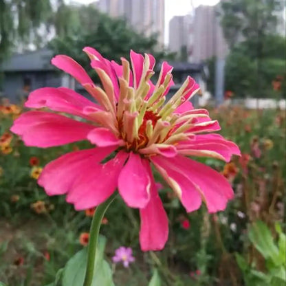 Pink Zinnias Seeds
