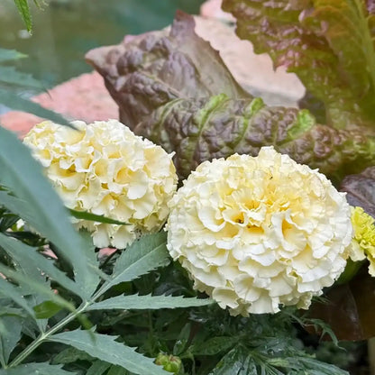 Platinum Series Marigolds Seeds - Creamy Yellow Double Blooms