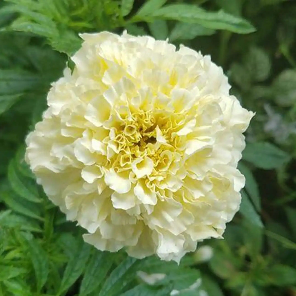Platinum Series Marigolds Seeds - Creamy Yellow Double Blooms